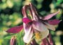 Granny&apos;s Bonnet