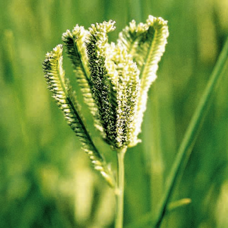 Unbranded Grass Ornamental Eleusine Green Cat Seeds