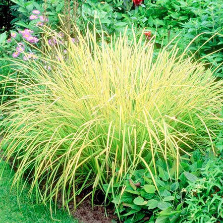 Unbranded Grasses Ornamental Evergold Plants (Carex) Pack