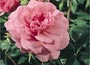 Ground Cover Rose