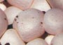Grow Your Own Button Mushroom Kit