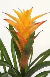 Unbranded Guzmania Bromeliad