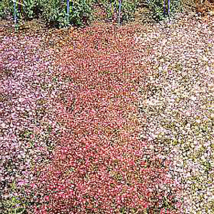 Unbranded Gypsophila Elegans Improved Mixed Seeds