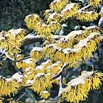 Unbranded Hamamelis Pallida Plant