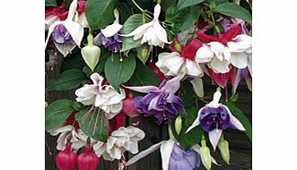 Unbranded Hanging Basket - Fuchsia Trailing Mix