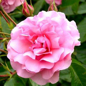Unbranded Happy Retirement  Floribunda Rose