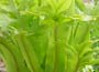 Hart&apos;s Tongue Fern