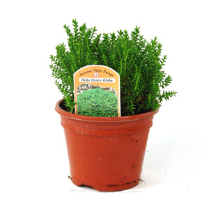 Unbranded Hebe Green Globe - Shrubby Veronica