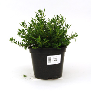 Unbranded Hebe Margaret - Shrubby Veronica