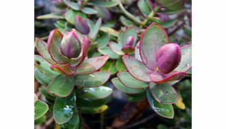 Unbranded Hebe Plant - Albicans Red Edge