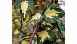 Unbranded Hedera Plant - Helix Goldheart