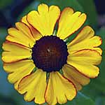 Unbranded Helenium Sahins Early Flowerer 212491.htm