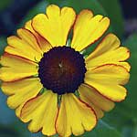 Unbranded Helenium Sahin`s Early Flowerer