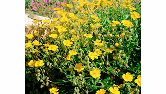 Unbranded Helianthemum Plant - Sterntaler