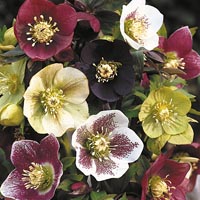 Unbranded Helleborus Mix