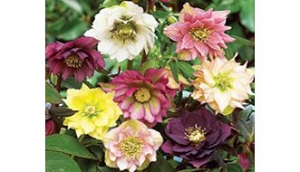 Unbranded Helleborus orientalis Plant - Double Mix