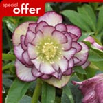 Unbranded Helleborus Picotee Plants