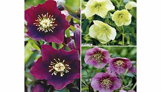 Unbranded Helleborus Plants - Collection