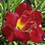 Unbranded Hemerocallis Highland Lord