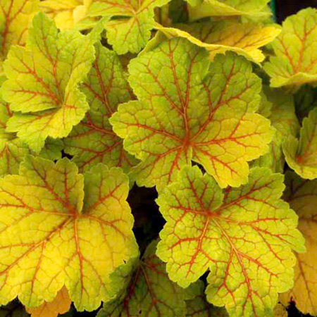 Unbranded Heuchera Electra Plants Pack of 3 Pot Ready Plants