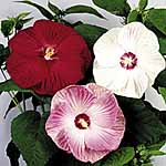 Unbranded Hibiscus Carolina Mix Seeds 411538.htm