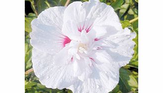 Unbranded Hibiscus Chiffon Plant - China