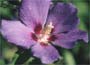 Hibiscus (syn. Hibiscus syriacus Blue Bird)