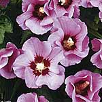 Unbranded Hibiscus Woodbridge Shrub 403191.htm