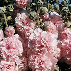 A classic cottage garden perennial  Hollyhock Appleblossom produces high quality flower spikes packe