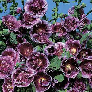 Unbranded Hollyhock Crme De Cassis Seeds