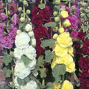 Unbranded Hollyhock Powder Puffs Mixed Seeds