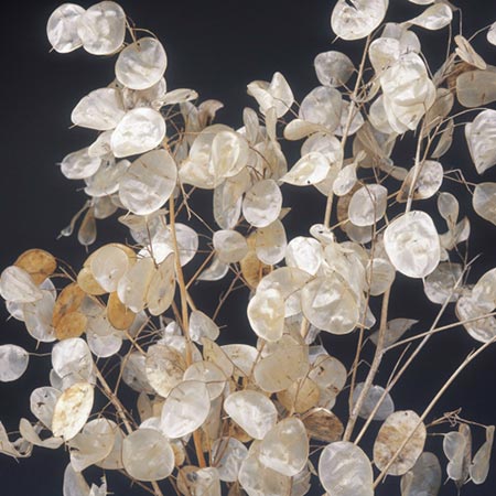 Unbranded Honesty Mixed Seeds (Lunaria) Average Seeds 60