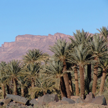 An enjoyable horseback tour through the lush palm grove of Marrakech