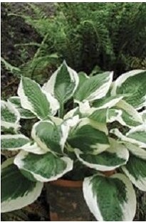 Unbranded Hosta (Plantain Lily) Patriot x 1 litre pot