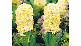 Unbranded Hyacinth Bulbs - City of Haarlem