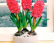 Unbranded Hyacinth Bulbs (Indoor) - Jan Bos