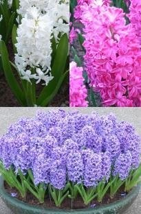 Unbranded Hyacinth mix x 10 bulbs