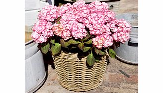 Unbranded Hydrangea macrophylla Plant - Miss Saori