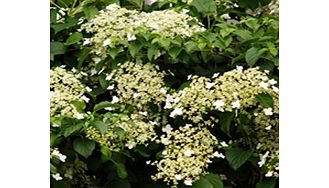 Unbranded Hydrangea Plant - Petiolaris