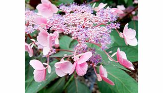 Unbranded Hydrangea Vietnamese Plant - aspera Hot Chocolate