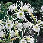 Unbranded Hymenocallis Festalis 248673.htm