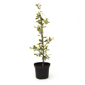 Unbranded Ilex aquifolium Ferox Argentea - Holly