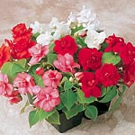 Unbranded Impatiens Carousel Double Mixed F1 Easiplants