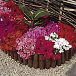 Unbranded Impatiens Dobies Dream Mixed F1 Miniplants