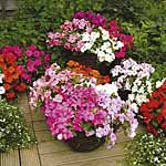 Expo`s glowing blooms in shades of red  pink  rose  white  violet  picotee  cherry-blush plus many o