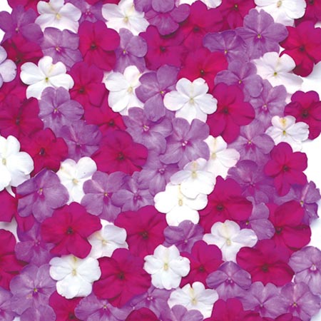 Unbranded Impatiens Merlot Mixed Plants 3 x 45 Packs