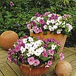 Unbranded Impatiens Merlot Mixed Plants