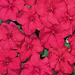 Unbranded Impatiens Tempo Cinnamon F1 Seeds