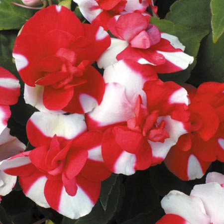 Unbranded Impatiens Tutu Red Bicolour Seeds Average Seeds 25