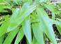 Indocalamus Bamboo
